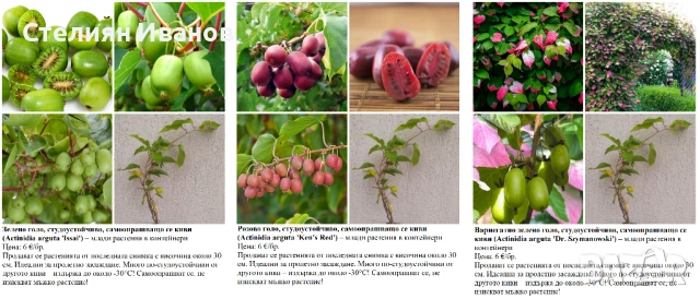 ПЛОДНИ ХРАСТИ В КОНТЕЙНЕРИ