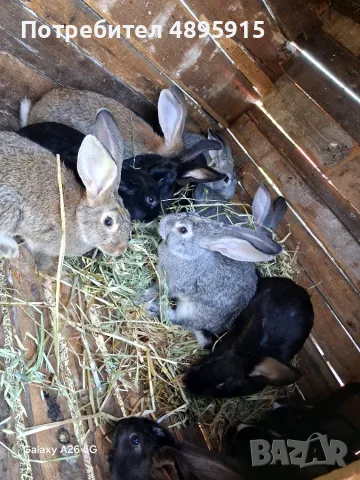 Продавам зайци!