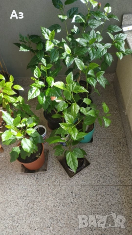 продавам цветя Китайска роза, червена, кичеста, снимка 6 - Стайни растения - 54239402