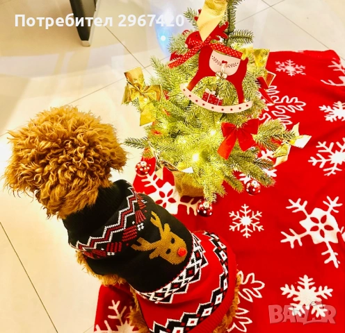 Пудел мини, снимка 3 - Пудели - 54222219