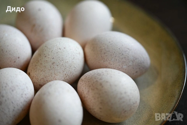 Разплодни яйца от селски пуйки, снимка 4 - Кокошки и пуйки - 53968817