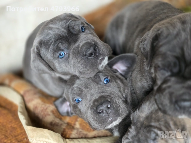 Продажба на чистокръвни кучета Кане Корсо, снимка 2 - Кане корсо - 54166371