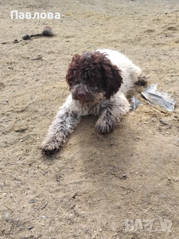 Продавам кученца лагото романьоло, снимка 5 - Други - 53065220