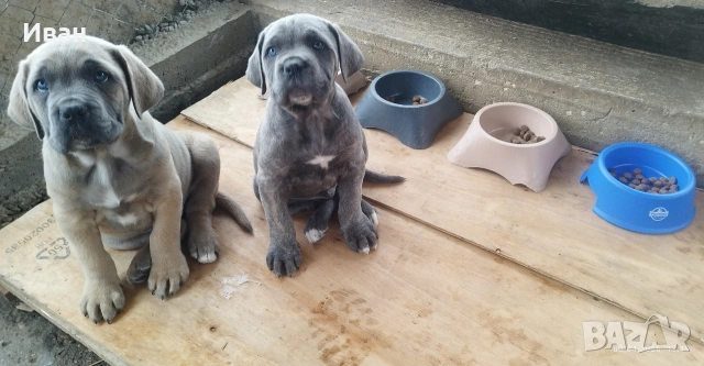 Cane Corso Italiano, снимка 5 - Търси партньор - 53836498