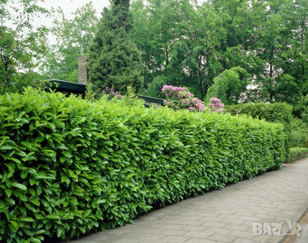 Продавам декоративен храст Лавровишна , снимка 7 - Градински цветя и растения - 54239490