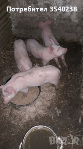 Malki praseta, снимка 2 - Други животни - 54313649