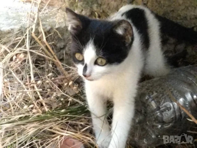 Котета подарявам!!!, снимка 8 - Други - 55702226