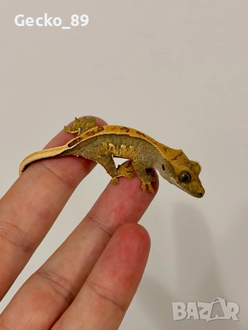 Ресничест гекон (Correlophus Ciliatus), снимка 7 - Гекон - 48348450