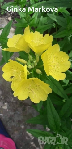 Жълта Енотера - 1.20 евро