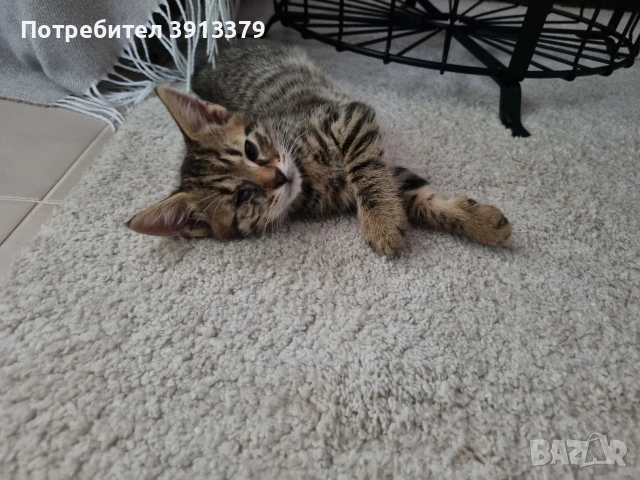 Подарявам мъжки котета!, снимка 5 - Други - 55104848