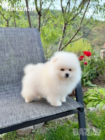 Померан мини момиче с всички ваксини, снимка 7 - Померан - 54340871