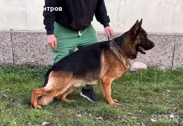 син на VA Cronos del Seprio 