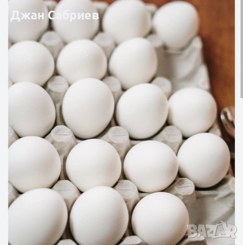Домашни Яйца бели 