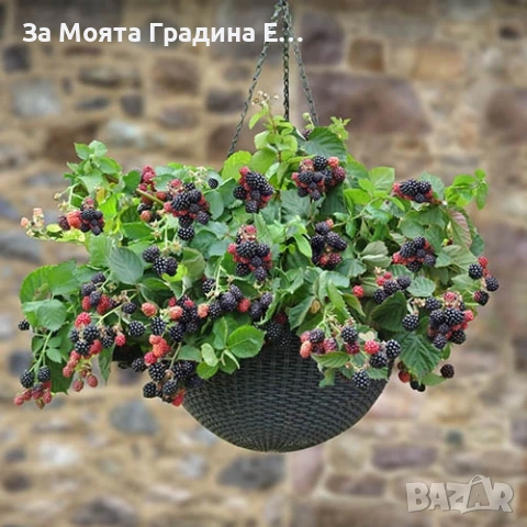 Къпина - Каскадна Ремонтантна /Блек каскаде