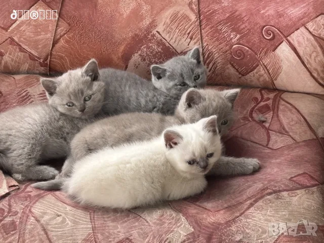 Чистокръвни британски котенца