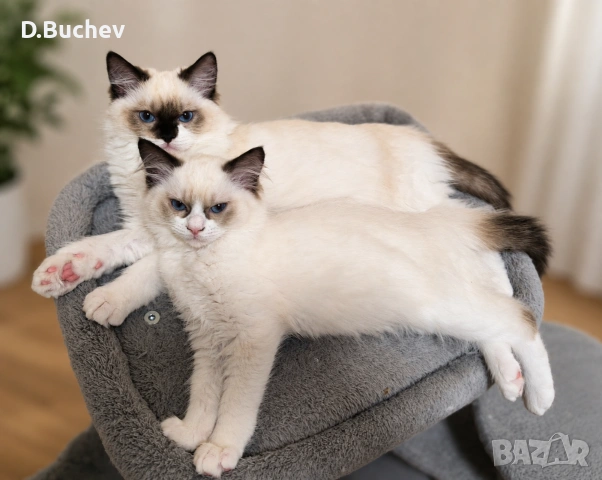 Ragdoll Cats / Регдол котенца 