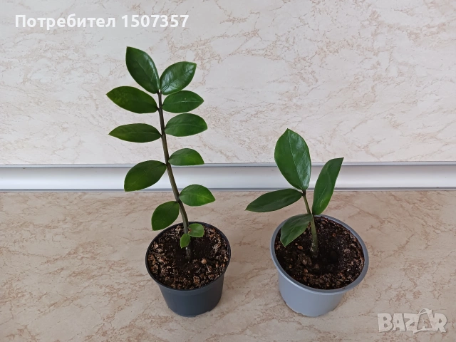 Замиокулкас - стайно цвете, снимка 6 - Стайни растения - 54621977