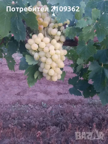Продавам Ран Болгар