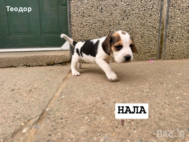 подаряват се. , снимка 3 - Бигъл - 54973471