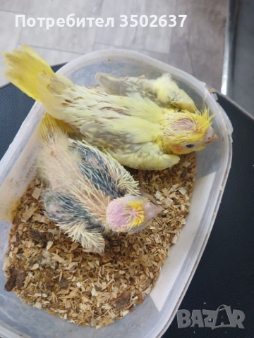 Корела за ръчно дохранване, снимка 2 - Папагали - 54178741