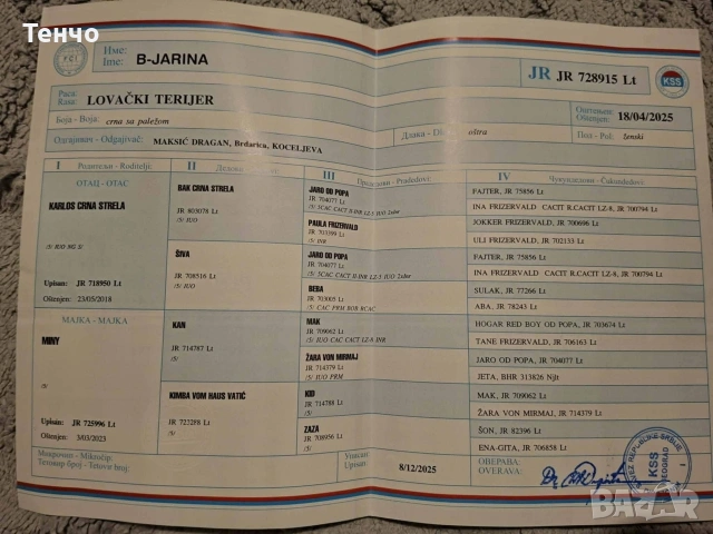 Женски ягдтериер, снимка 5 - Ягдтериер - 54274025