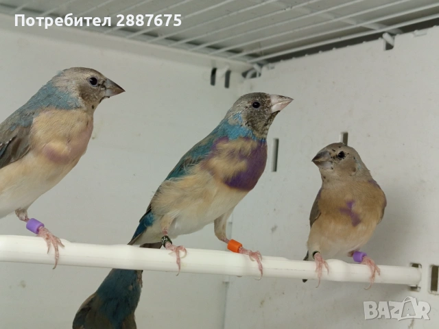 Гулдови амадини , снимка 2 - Амадини - 54332589