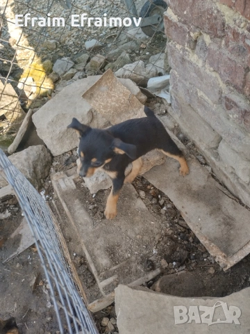 Пинчер на Мец 15 ден хубав, снимка 2 - Пинчер - 54177569