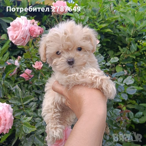 Малтипу мини момиче, снимка 2 - Пудели - 54703750