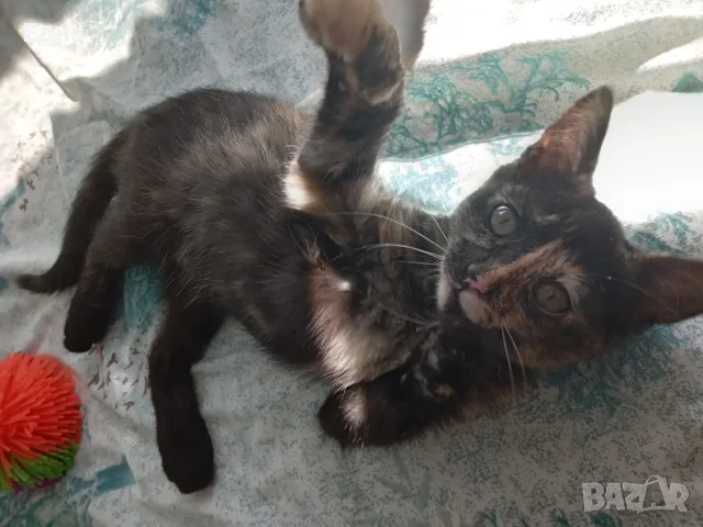Подарявам добри котета,на добри хора., снимка 3 - Други - 55366035