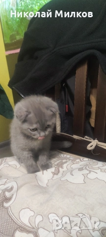Британски котета, снимка 4 - Британска късокосместа - 54394647