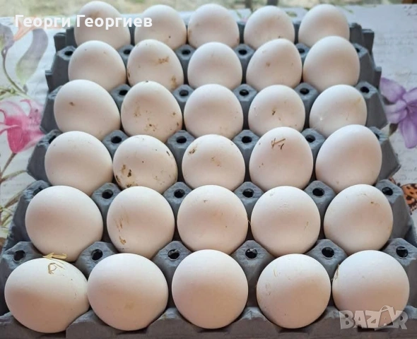 Домашни яйца 