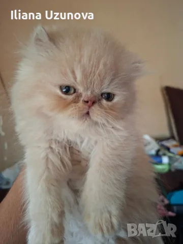 Уникални персийски котенца , снимка 7 - Персийска - 55472475
