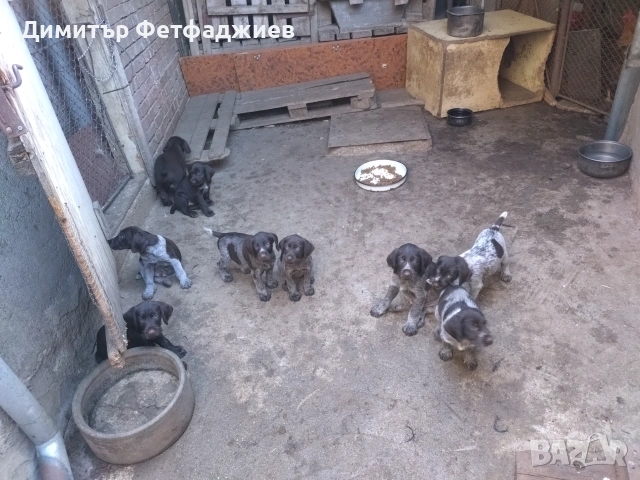 Дратхаари от Митьо, снимка 2 - Дратхаар - 54692592
