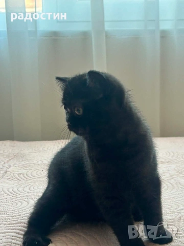 Малки шотландски котенца 