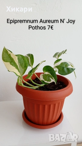 Потос Epipremnum N'Joy
