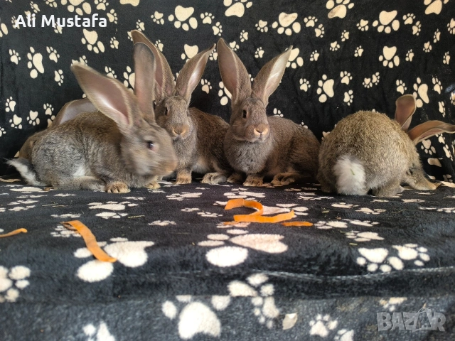 Зайци Великани и кочовати, снимка 10 - Други - 53465684