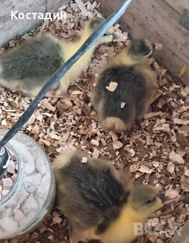 катунски пилета и гъсета, снимка 4 - Кокошки и пуйки - 54260963