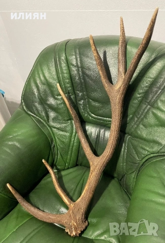 Рога елен 4 броя 13,3 кг. , снимка 4 - Други ценни предмети - 54103807