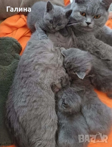 Британски късокосмести котета , снимка 7 - Британска късокосместа - 55269646