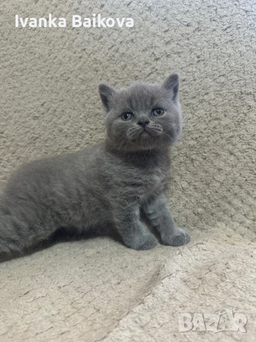 Британски момченца , снимка 2 - Британска късокосместа - 54283945