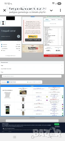 питбулчета от най-добрите разплодници в Европа , снимка 12 - Питбул - 54317331