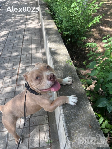 American Pitbull Bully , снимка 4 - Американски стафордширски териер - 54989167