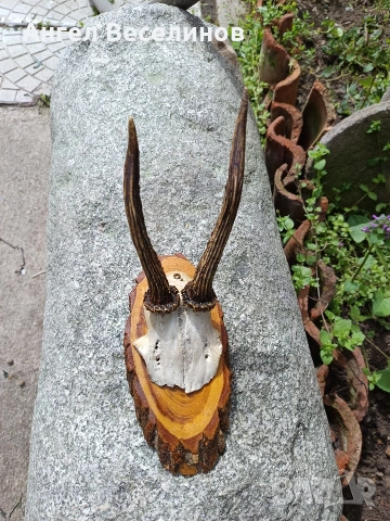 рога от сръндак, снимка 3 - Колекции - 54087582