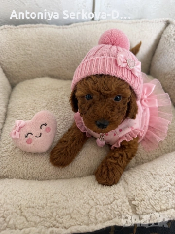 Poodle toy/Пудел Той