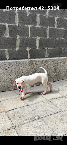 Кученце Дого Аржентино/Dogo Argentino . Женски пол / Female, снимка 5 - Дого аржентино - 55162572