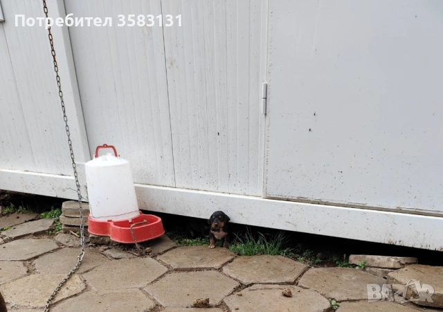         Български гончета.        Кученцата са родени на 6ти Март , снимка 2 - Гонче - 54081911