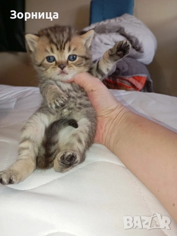 Британско коте 