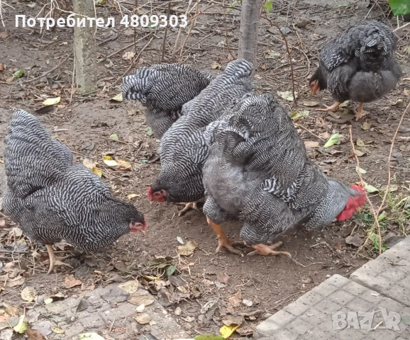 Кокошки Мехелен, снимка 2 - Кокошки и пуйки - 54426712