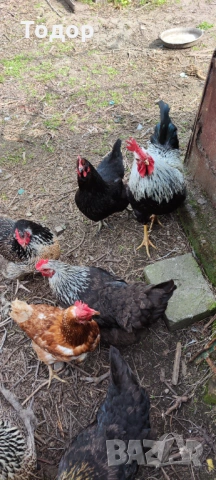 Продавам си кокошките