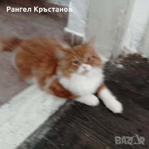 Продавам срещу символична цена 2бр. Персийски котета на 5месеца , снимка 3 - Персийска - 55678856